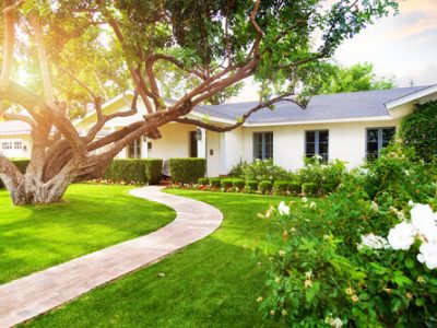 4-ways-how-protect-trees-during-building-remodeling-400x300