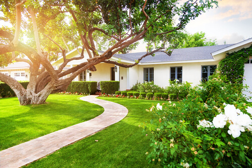 4-ways-how-protect-trees-during-building-remodeling